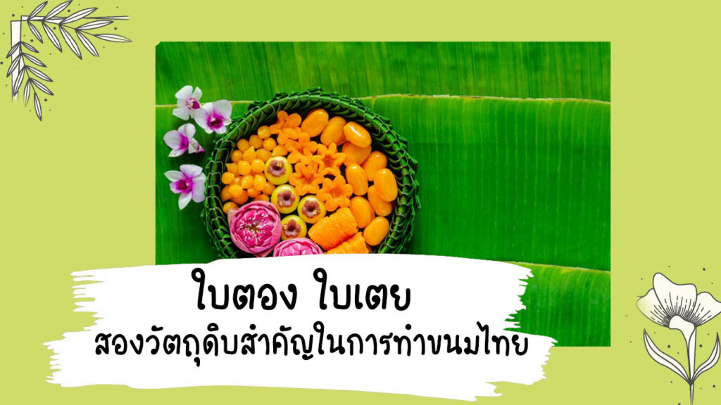 https://mykitchencook.com/wp-content/uploads/2021/07/ใบตอง-ใบเตย-สองวัตถุดิบสำคัญในการทำขนมไทยหลายชนิด.jpg